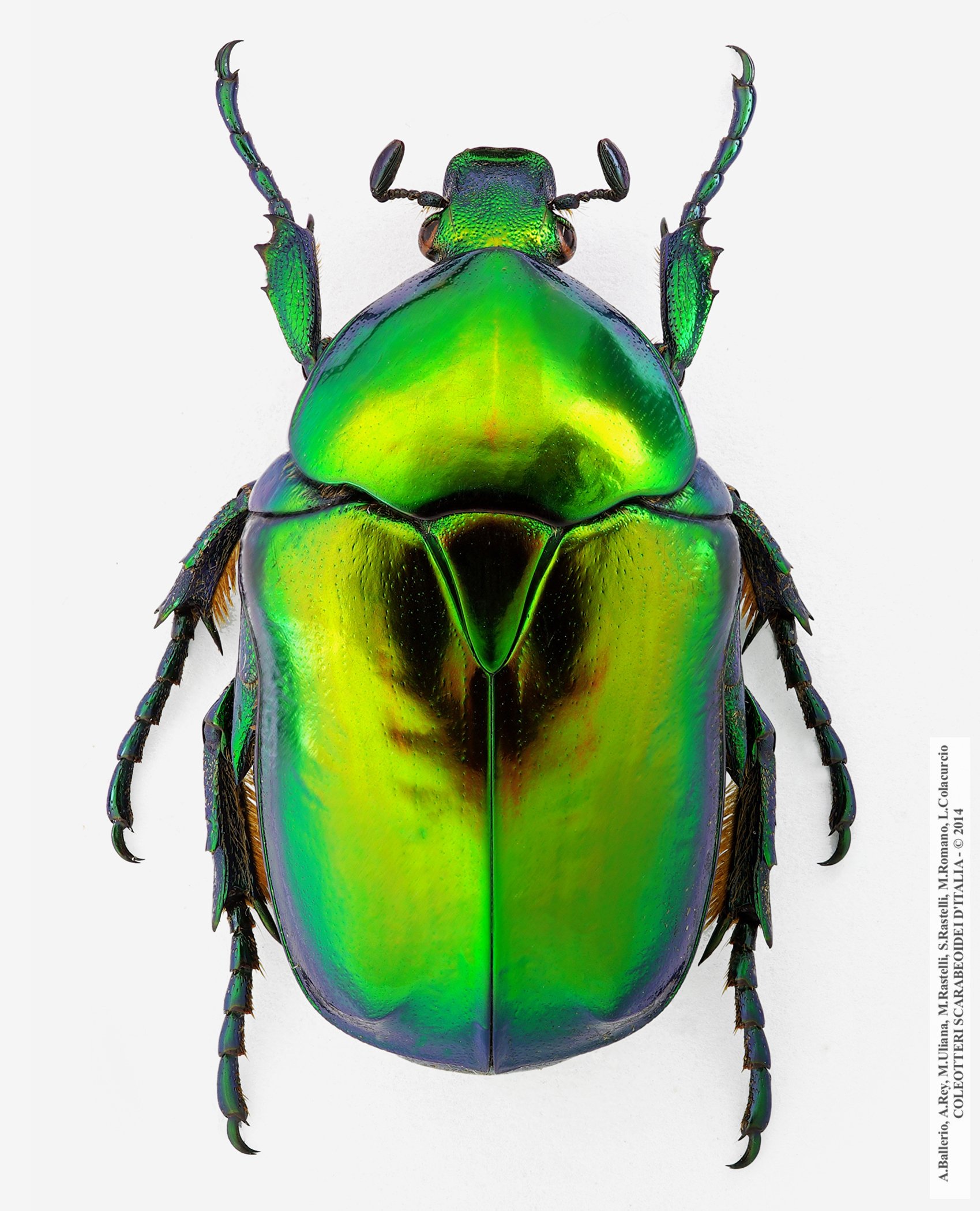 Protaetia speciosissima